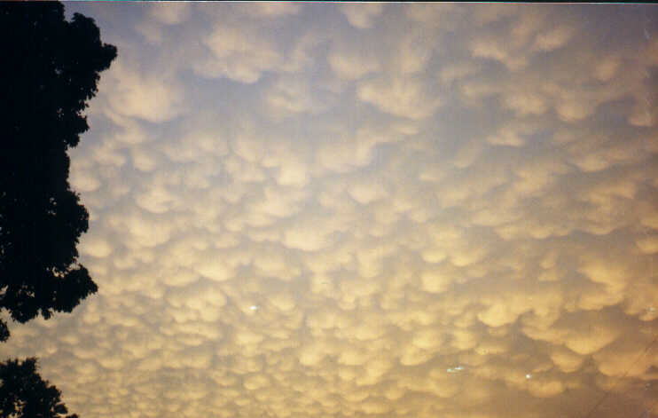 Scanned image of photo by Loren Gmachl, taken at Cedar Hill, Missouri, in 
May 1990